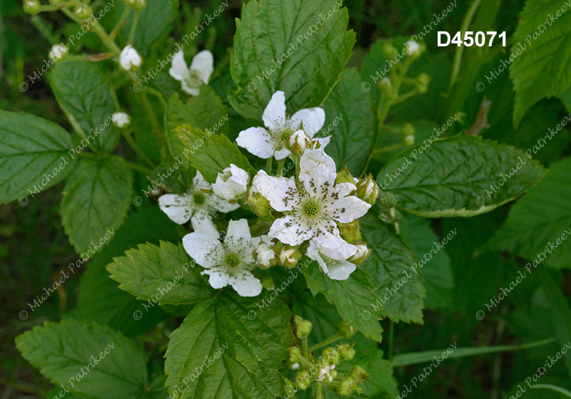 Allegheny Blackberry (Rubus allegheniensis)